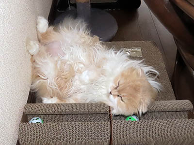 �肢�@���[���Ӓ�@�~�[�R