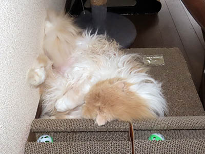 �肢�@���[���Ӓ�@�~�[�R