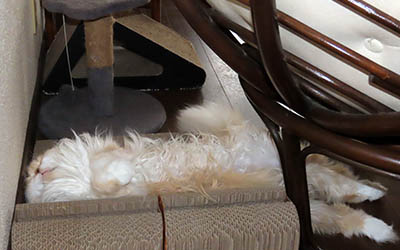 �肢�@���[���Ӓ�@�~�[�R