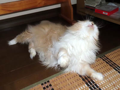 �肢�@���[���Ӓ�@�~�[�R