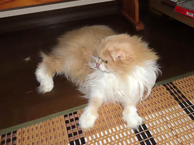 �肢�@���[���Ӓ�@�~�[�R