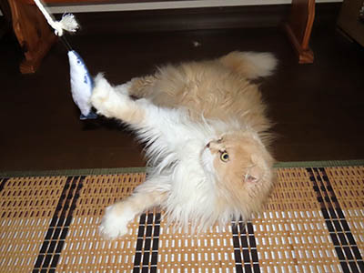 �肢�@���[���Ӓ�@�~�[�R