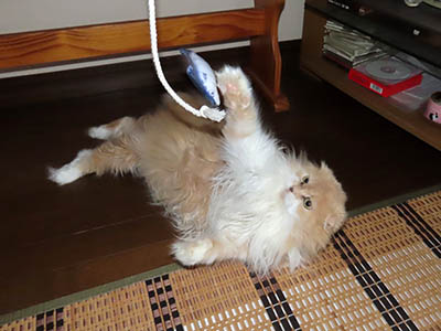 �肢�@���[���Ӓ�@�~�[�R