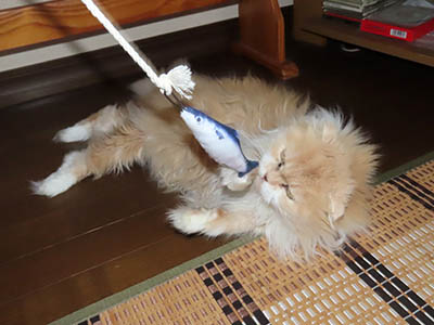 �肢�@���[���Ӓ�@�~�[�R