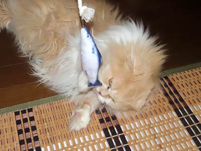 �肢�@���[���Ӓ�@�~�[�R