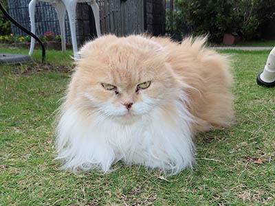 �肢�@���[���Ӓ�@�~�[�R