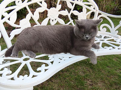 �肢�@���[���Ӓ�@�~�[�R