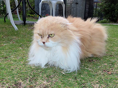 �肢�@���[���Ӓ�@�~�[�R