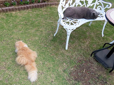 �肢�@���[���Ӓ�@�~�[�R