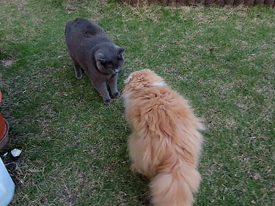 �肢�@���[���Ӓ�@�~�[�R