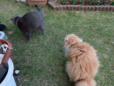 �肢�@���[���Ӓ�@�~�[�R