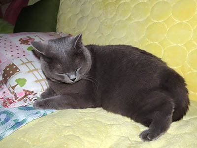 �肢�@���[���Ӓ�@�~�[�R