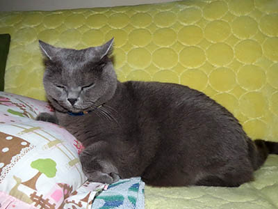 �肢�@���[���Ӓ�@�~�[�R