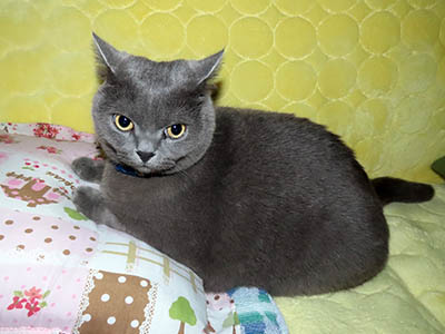 �肢�@���[���Ӓ�@�~�[�R