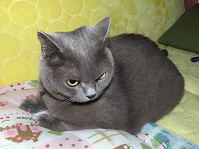 �肢�@���[���Ӓ�@�~�[�R