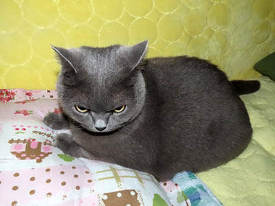 �肢�@���[���Ӓ�@�~�[�R