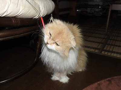 �肢�@���[���Ӓ�@�~�[�R