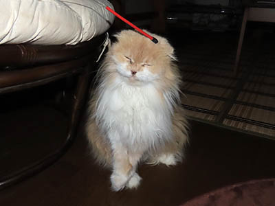 �肢�@���[���Ӓ�@�~�[�R