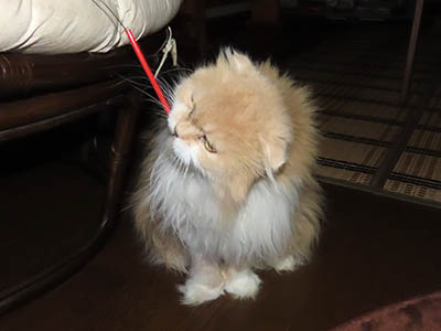 �肢�@���[���Ӓ�@�~�[�R