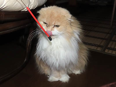 �肢�@���[���Ӓ�@�~�[�R