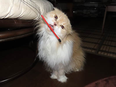 �肢�@���[���Ӓ�@�~�[�R