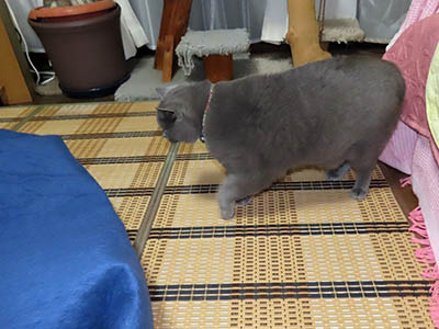 �肢�@���[���Ӓ�@�~�[�R