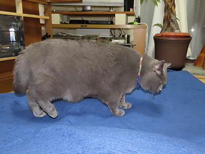 �肢�@���[���Ӓ�@�~�[�R