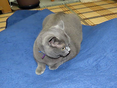 �肢�@���[���Ӓ�@�~�[�R