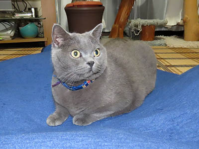 �肢�@���[���Ӓ�@�~�[�R