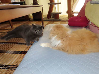 �肢�@���[���Ӓ�@�~�[�R