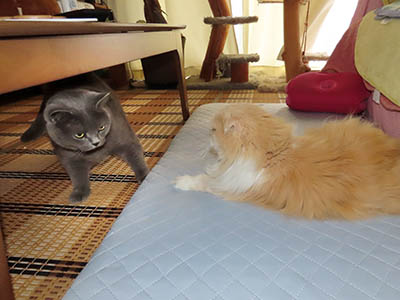 �肢�@���[���Ӓ�@�~�[�R