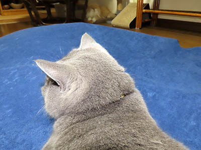 �肢�@���[���Ӓ�@�~�[�R