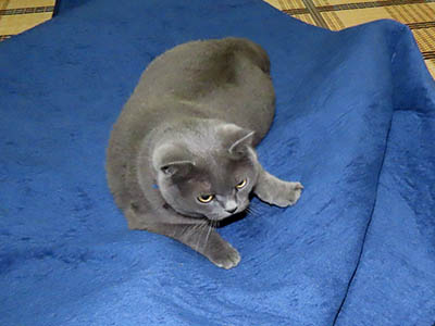 �肢�@���[���Ӓ�@�~�[�R