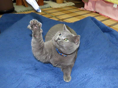 �肢�@���[���Ӓ�@�~�[�R