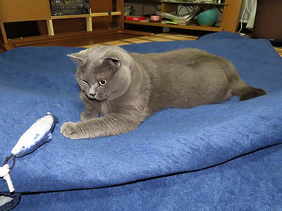 �肢�@���[���Ӓ�@�~�[�R