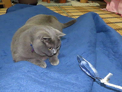 �肢�@���[���Ӓ�@�~�[�R