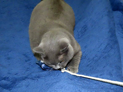 �肢�@���[���Ӓ�@�~�[�R