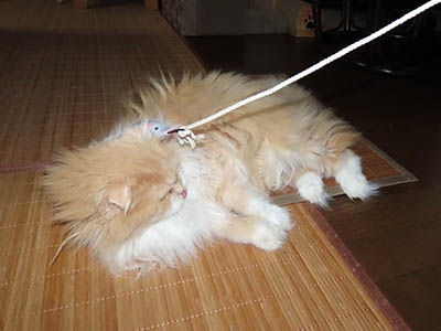 占い メール鑑定 ミーコ