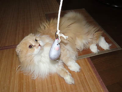 占い メール鑑定 ミーコ