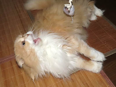 占い メール鑑定 ミーコ