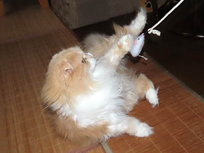 占い メール鑑定 ミーコ