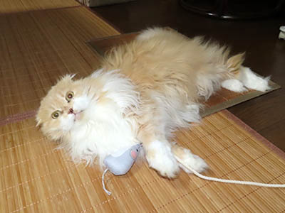 占い メール鑑定 ミーコ