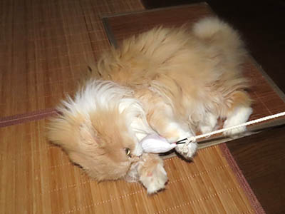 占い メール鑑定 ミーコ