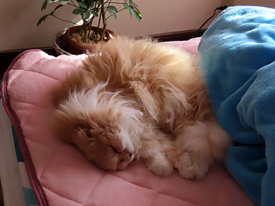 占い メール鑑定 ミーコ