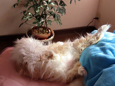 占い メール鑑定 ミーコ