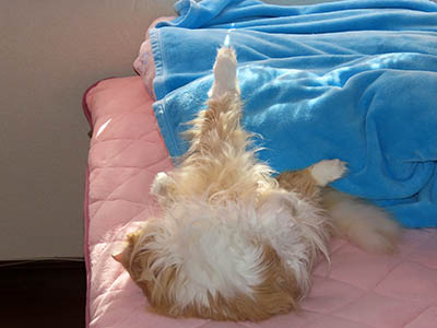 占い メール鑑定 ミーコ