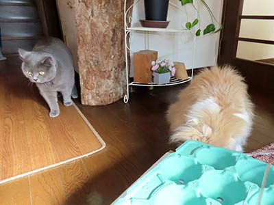 占い メール鑑定 ミーコ