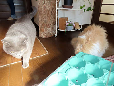 占い メール鑑定 ミーコ