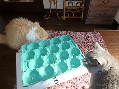 占い メール鑑定 ミーコ