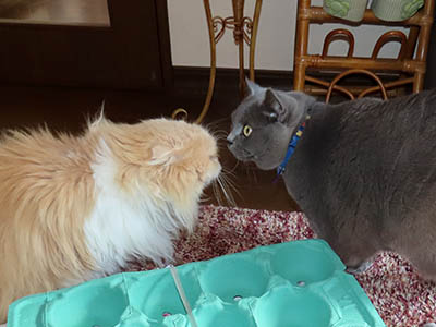 占い メール鑑定 ミーコ